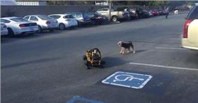 PCB廠之當(dāng)機(jī)器狗遇上小狗