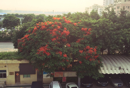 PCB廠之鳳凰花開“紅”遍深圳