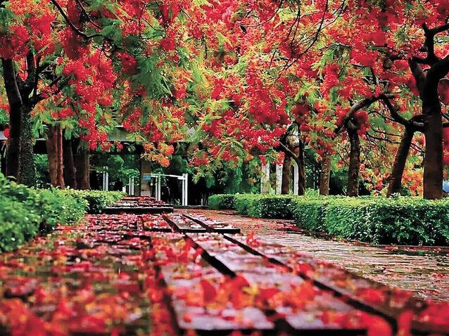 PCB廠之鳳凰花開“紅”遍深圳 PCB廠之鳳凰花開“紅”遍深圳