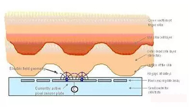 指紋識別模組線路板為您科普丨指紋識別工作原理
