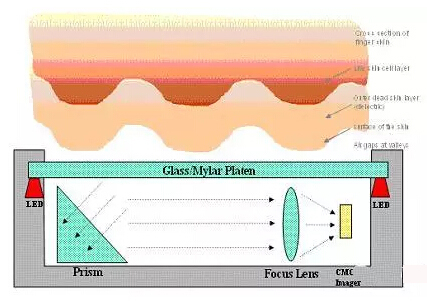 指紋識別模組線路板為您科普丨指紋識別工作原理